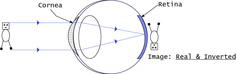 Nature of Image at Retina_Real and Inverted_web